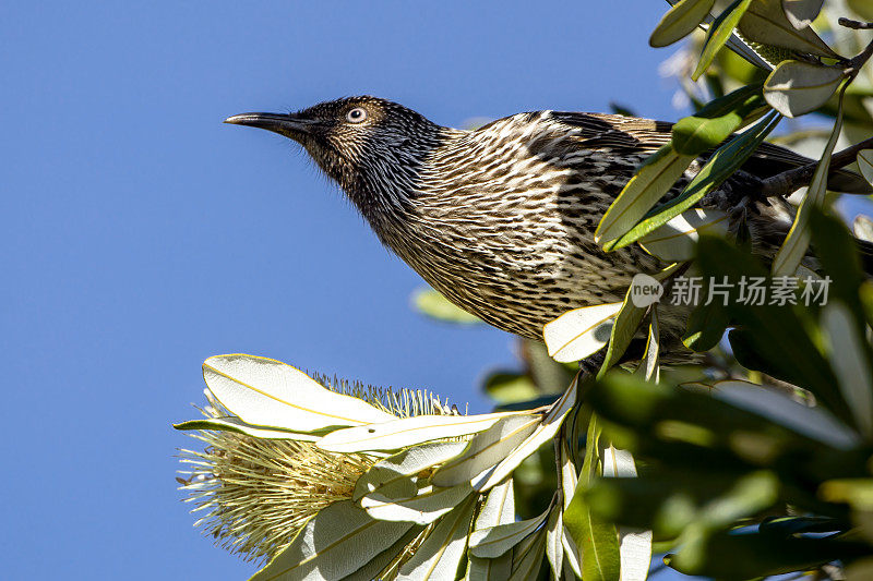 Red Wattlebird （Anthochaera carunculata）